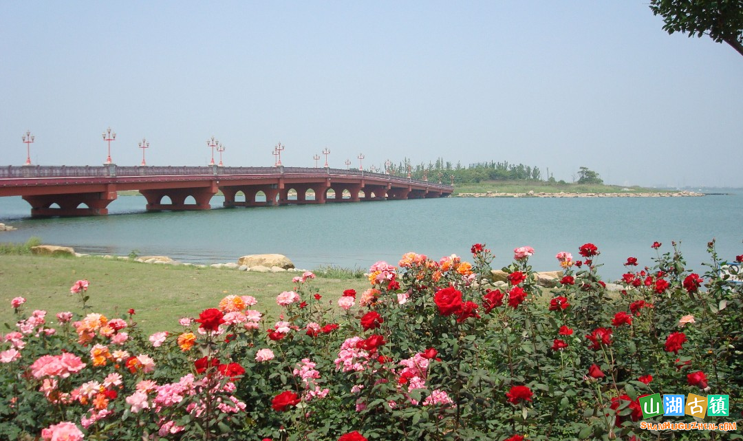 苏州相城盛泽湖月季园：盛泽湖畔月季开，千株繁花醉春光