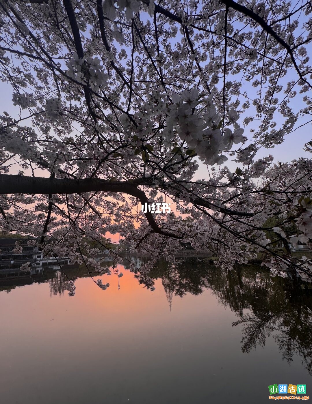 苏州东园樱花
