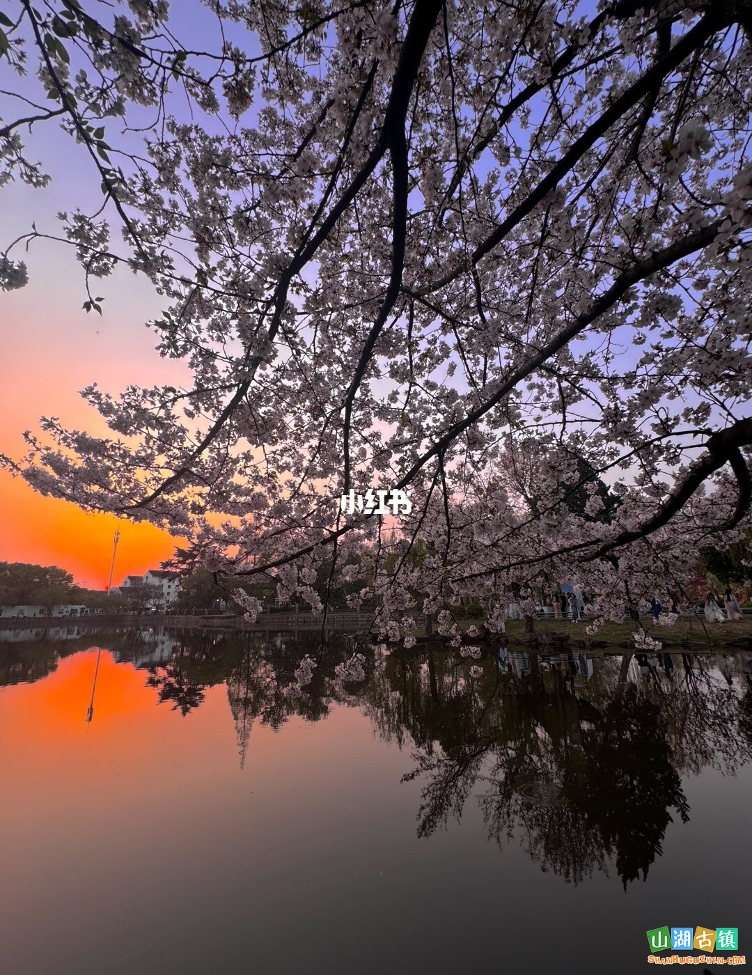 苏州东园樱花