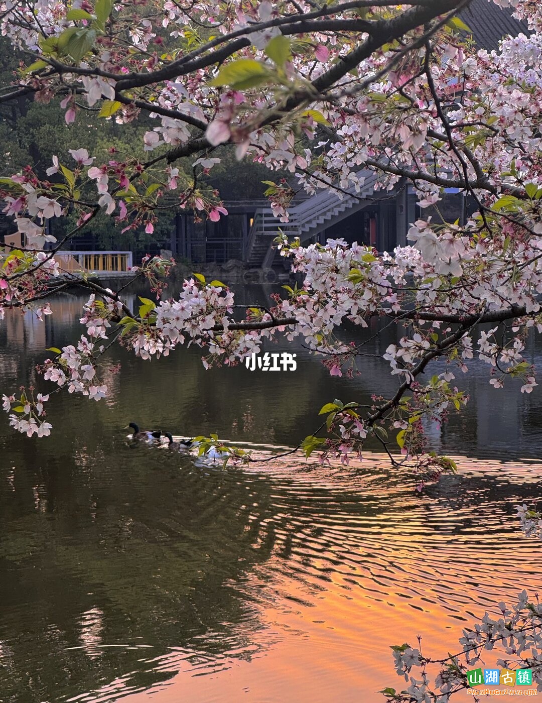 苏州东园樱花